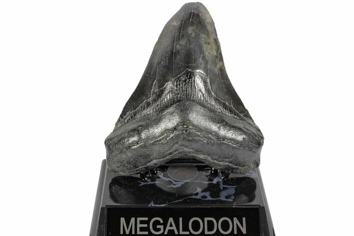 Fossil Megalodon Tooth - South Carolina #170590